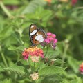 美崙山「夏季賞蝶」登場 花蓮縣府推廣生物多樣性