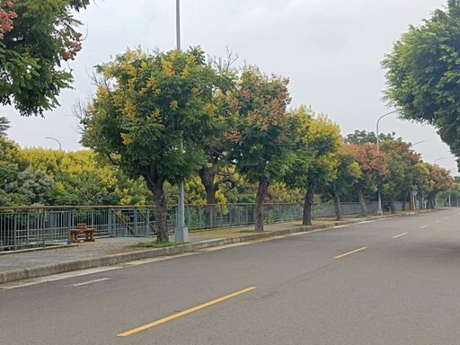 中市金黃欒花迎秋盛放 陳大田邀市民共賞繽紛花景
