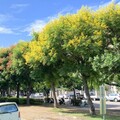中市金黃欒花迎秋盛放 陳大田邀市民共賞繽紛花景