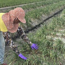 溪湖新住民勤耕韭菜花田 用雙手摘出雙學霸