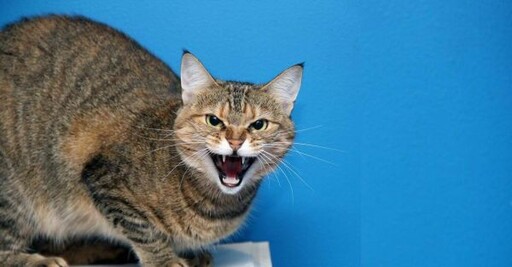 【生活英文】貓咪愛生氣！『哈氣』英文怎麼說？ - 希平方學英文