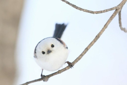 這個鳥鳥也太兇狠！日本「不良少年鳥飯糰」推特引熱議