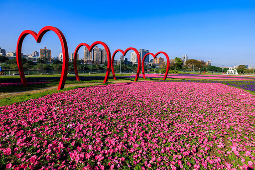 賞花啦！古亭河濱公園 32 萬盆「紫爆花海」盛開中，佔地 24 座籃球場超壯觀