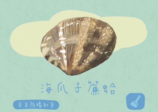 文蛤、蜆仔、海瓜子等貝類大家或許都吃過，但你分得出來嗎？分別適合用在哪種料理？