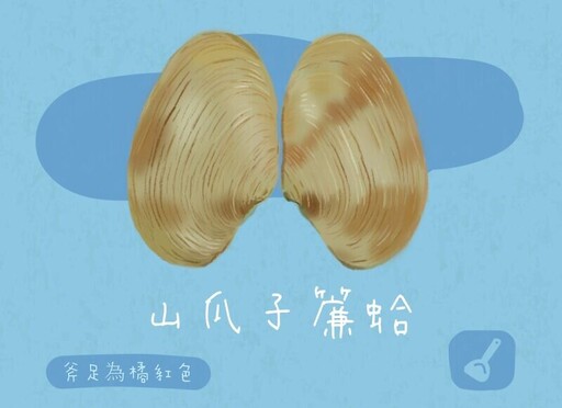 文蛤、蜆仔、海瓜子等貝類大家或許都吃過，但你分得出來嗎？分別適合用在哪種料理？