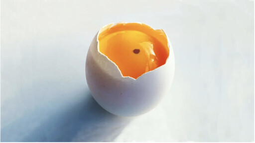 雞蛋裡面有血點還可以吃嗎？看見白色塊狀物要挑掉嗎？蛋買回家後到底要不要清洗？
