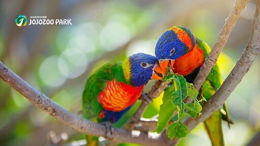 亞洲最大鳥類主題樂園！南投草屯「九九峰動物樂園」禽鳥超過60種，還有可愛動物餵食區