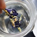 療癒身心的飲品～蝶豆花奶茶冰沙