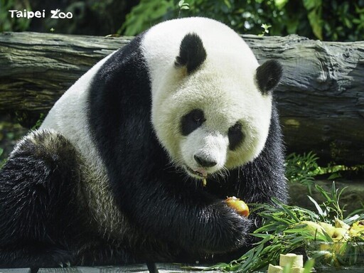搭遊園車夜訪秘境！台北市立動物園7月起週六開放至9點，「圓仔11歲生日會」限額50名開搶