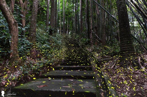 一閃一閃亮晶晶!2025台北螢火蟲季浪漫開跑:期間限定夜間導覽陪你尋覓草叢中的點點螢光