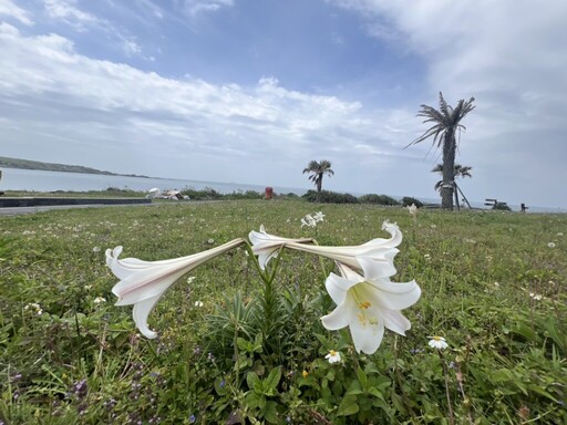 北海岸野百合花大爆發!來富貴角燈塔拍人生美照,再騎單車吃肉粽玩遍初夏海岸線