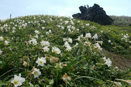 北海岸野百合花大爆發!來富貴角燈塔拍人生美照,再騎單車吃肉粽玩遍初夏海岸線