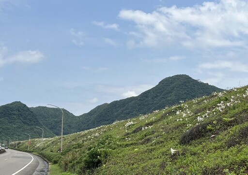 北海岸野百合花大爆發!來富貴角燈塔拍人生美照,再騎單車吃肉粽玩遍初夏海岸線