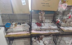 公寓飼養大量犬貓違反動保法 新北動保處重罰