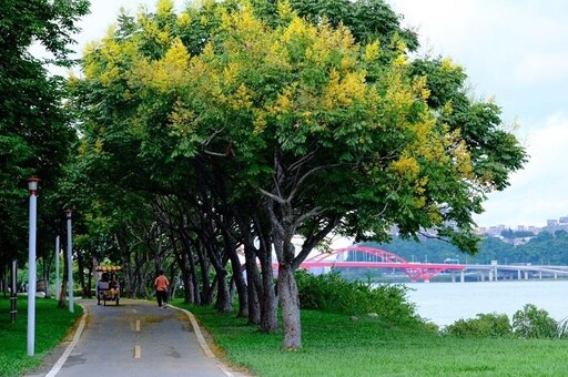 新北河濱臺灣欒樹黃花盛開 迎微涼金色秋天