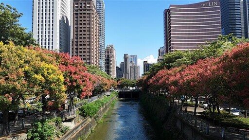 台灣欒樹金秋盛放 台中再現絕美限時賞景