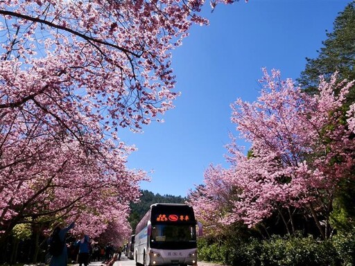 武陵農場花季管制2月8日開跑