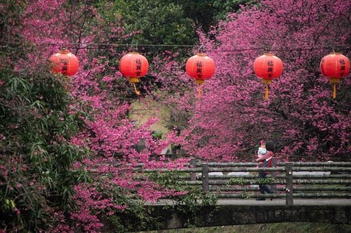 城市中的櫻花河 汐止康誥坑溪櫻花季燦然綻放