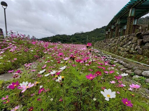 山水綠生態公園波斯菊綻放 初春花祭閃亮登場