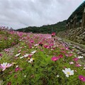 山水綠生態公園波斯菊綻放 初春花祭閃亮登場