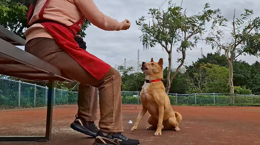 新北犬隻行為訓練教學 助飼主解決疑難雜症