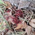 無害免驚慌 台中農業局：紅姬緣椿象無攻擊性