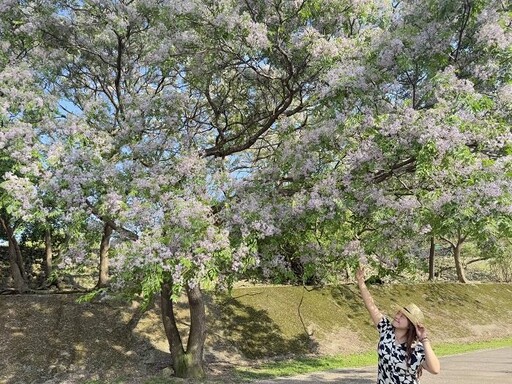 新北河濱公園化身紫色花廊 苦楝花海美不勝收