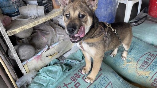 新北動保處畜牧場愛心認養 幸福家園工作犬