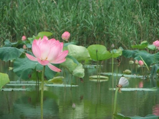 賞花不必等夏天 大漢溪新海濕地首波荷花盛開