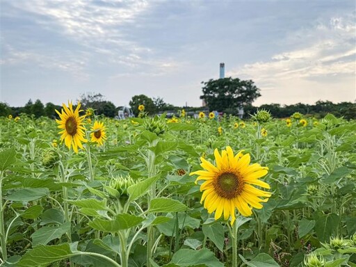 賞金針花向日葵 台中后里環保公園花海賞花熱潮