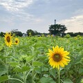 賞金針花向日葵 台中后里環保公園花海賞花熱潮