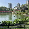 台中秋紅谷黑天鵝「鳶鳶」與「揚揚」展開新生活