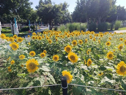 盛夏來臨、台中中央公園「向日葵花海」盛開