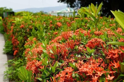 仙丹花火紅綻放 夏日輕旅行新北河濱淡水河畔