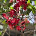 陽明山紅果炸裂 野鴉椿宣告夏秋交替
