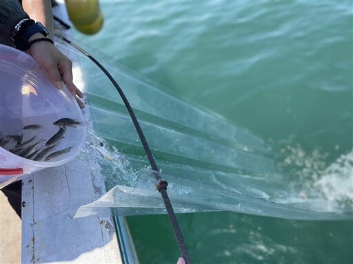 台中市農業局舉辦魚苗放流活動 永續台中藍海岸