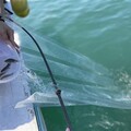 台中市農業局舉辦魚苗放流活動 永續台中藍海岸