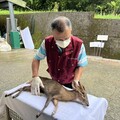 獠牙羌王負傷闖球場求助 新北動保處緊急馳援成功
