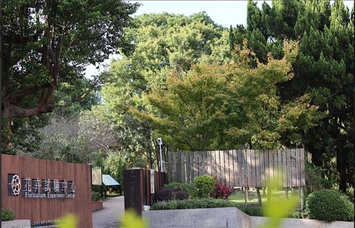 賞楓・觀銀杏・看茶梅 陽明山秘境報你知