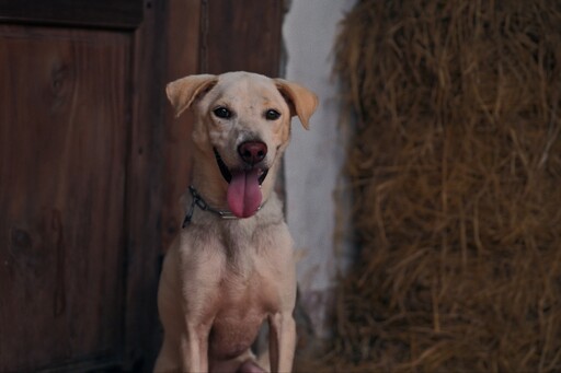 鬼片《鬼厄犬》刷新越南票房記錄 狗主角身世坎坷3年前才被救出