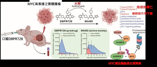 國衛院發現抑制癌細胞糖酵解新藥 登美國期刊封面