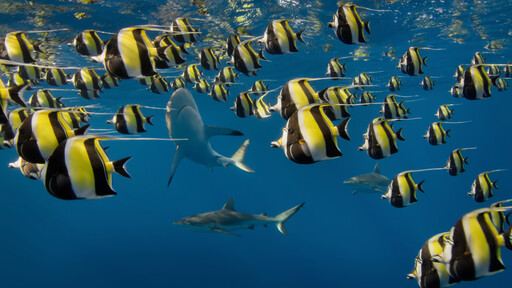 鯊魚圍獵、老虎與人共居城市 BBC《亞洲》記錄前所未見自然奇景