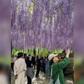 北京民眾追賞紫藤瀑布 作家詩意名句火了