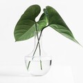 【佛典故事】只有淨水才能映照你的臉