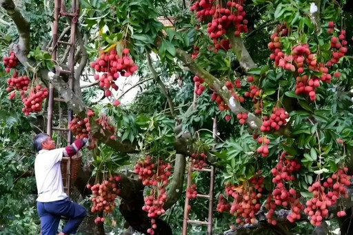 小小荔枝征服杜拜土豪：中國水果的逆襲與崛起