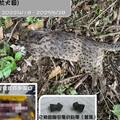 石虎「豆棗」悲歌！遭犬殺、中彈、寶寶被燒死...網怒：九把刀出來面對