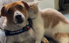 無法準備的告別 當寵物老去 你難以逃避的痛