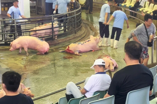 【豬隻悲歌4-2】農業部不敢面對的真相?豬隻被迫死亡走秀:電擊鐵勾拖行成日常