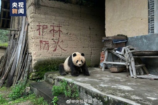 陝西大貓熊到養蜂場串門子 一屁股坐下不走了