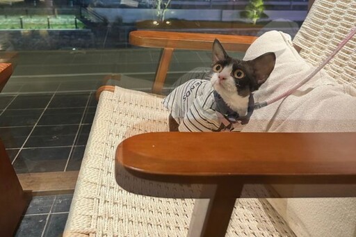 寵物旅遊升溫「人寵共遊」大陸文旅市場新亮點